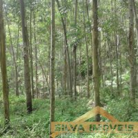 Im�vel Rural 49 Hectares 