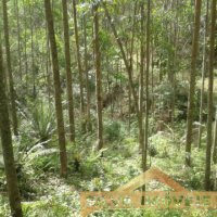 Im�vel Rural 49 Hectares 