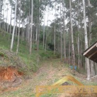 Imvel Rural 49 Hectares 