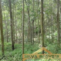 Imvel Rural 49 Hectares 