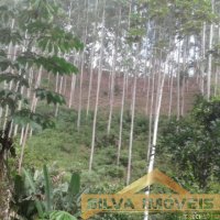 Imvel Rural 49 Hectares 