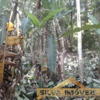 Im�vel Rural 49 Hectares 