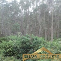 Imvel Rural 49 Hectares 