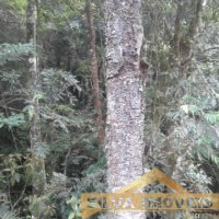 Im�vel Rural 49 Hectares 