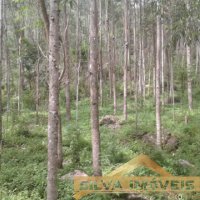 Imvel Rural 49 Hectares 