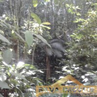 Im�vel Rural 49 Hectares 