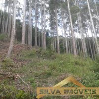 Imvel Rural 49 Hectares 