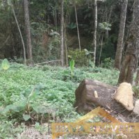 Im�vel Rural 49 Hectares 